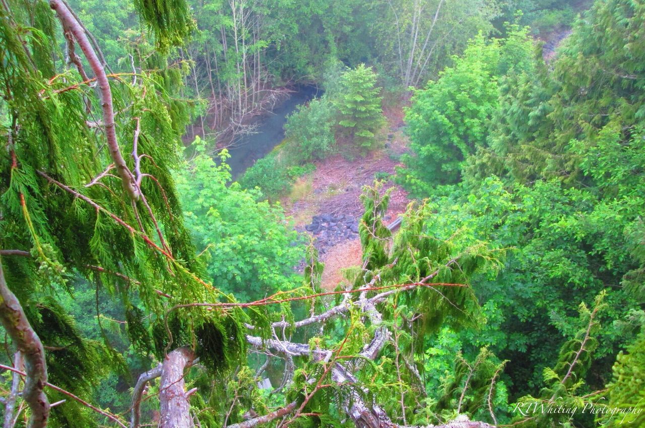 VIEW OF TREES IN FOREST