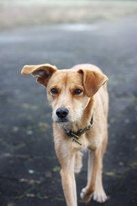 Portrait of dog standing outdoors