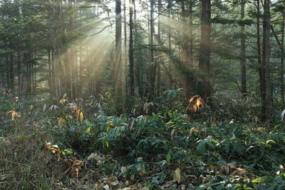 Plants and trees in forest