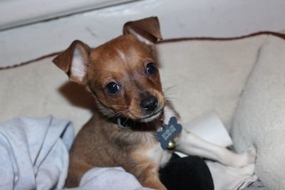 Portrait of puppy sitting at home