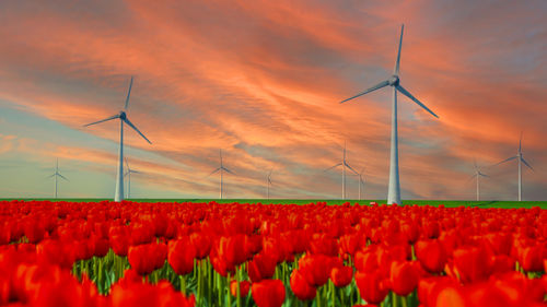 Scenic view of field against sky during sunset