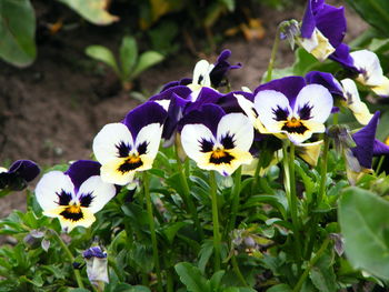 Close-up of purple flower