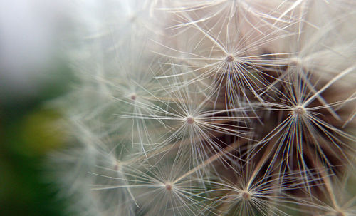 Dandelion in macro close up