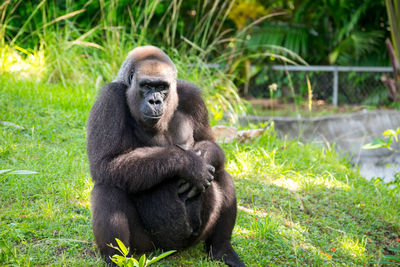 Portrait of gorilla sitting