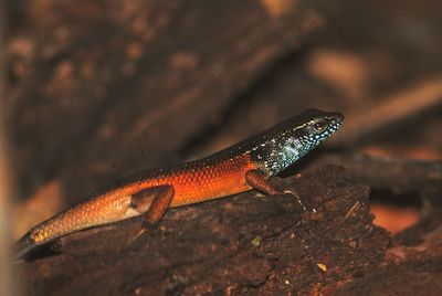 Lizards around the utakwa river, timika papua