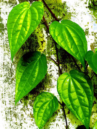 High angle view of leaves