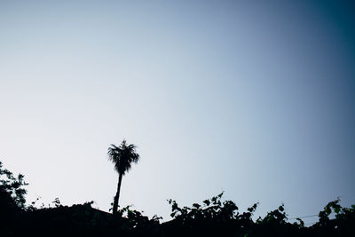 Low angle view of palm trees against clear sky