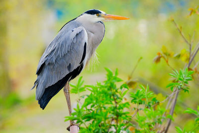 Close-up of a bird perching on plant