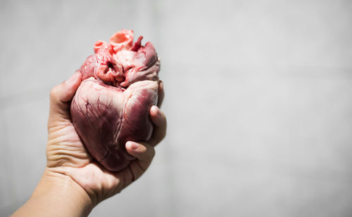 Close-up of hand holding human heart against gray background