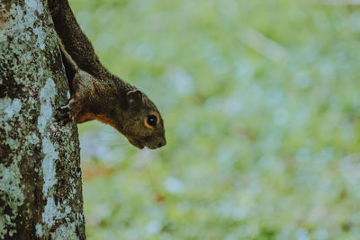 Close-up of squirrel on tree trunk