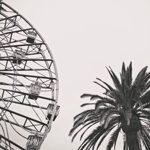 Date palm tree by ferris wheel against clear sky