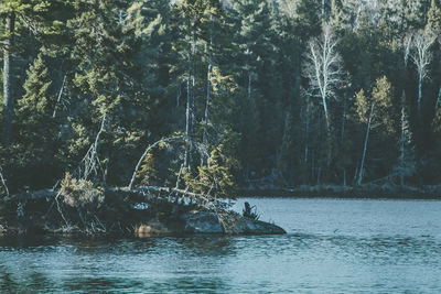 Trees in forest at riverbank