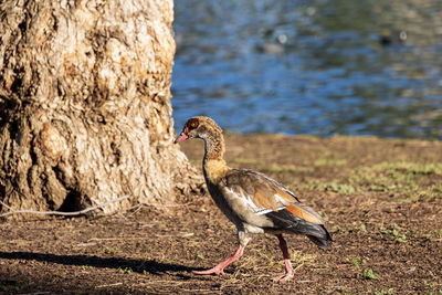 Close-up of duck on tree trunk