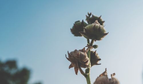 Close-up of flower growing on plant