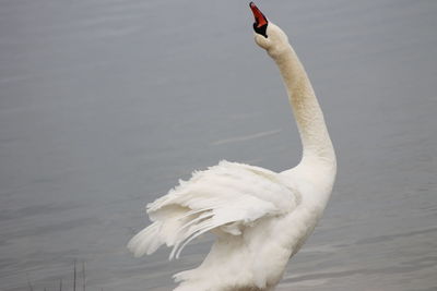 Swan in lake