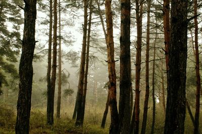 Pine trees in forest