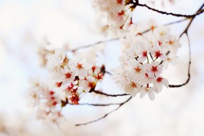 Close-up of cherry blossoms in spring