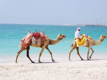 Horses riding horse on beach