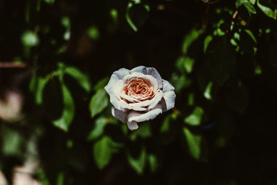 Close-up of white rose on plant