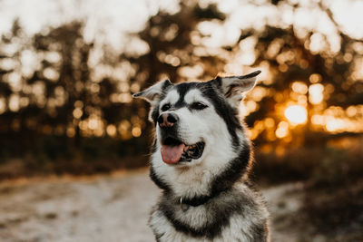 Close-up of dog looking away during sunset