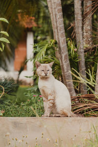 Cat looking away