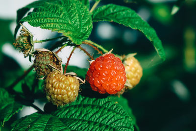 Close-up of strawberry growing on tree