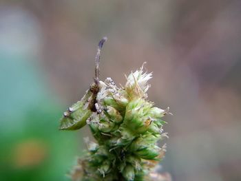 Close-up of bug on plant