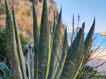 Close-up of prickly pear cactus