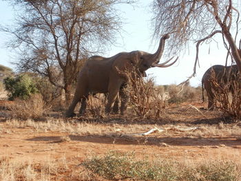 Horse on tree in forest