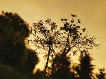 Silhouette of flowering plants against sky during sunset