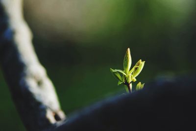 Close-up of plant