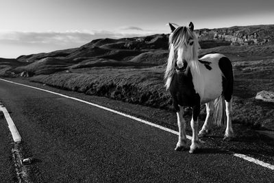 Horse standing on road against sky