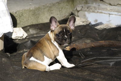 Portrait of a dog lying down