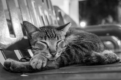 Close-up of cat resting