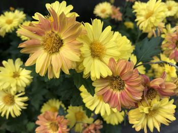 Close-up of yellow daisy flowers