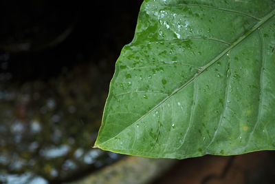 Close-up of raindrops on leaves