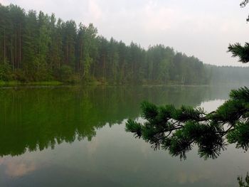 Scenic view of lake by trees in forest against sky