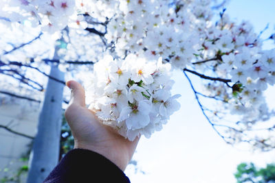 Close up image of pink cherry flowers sakura of japan on woman hand with blurred bokeh background