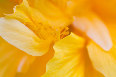 Close-up of yellow rose flower