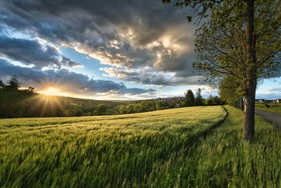 Scenic view of field against sky