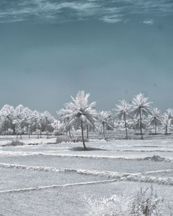 Trees on snow field against sky