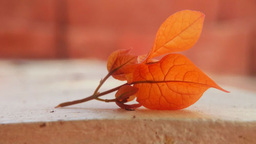 Close-up of orange leaf