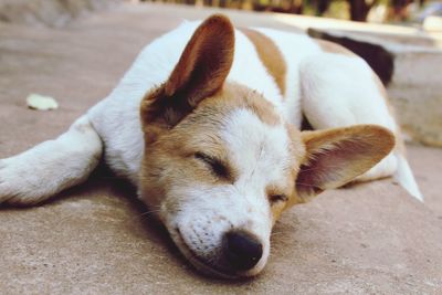 Close-up of a dog sleeping