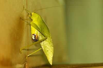 Close-up of insect on leaf