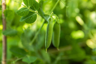 Close-up of green leaves