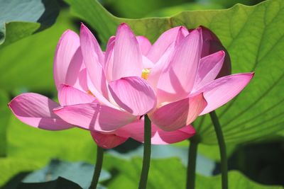 Close-up of pink lotus water lilies blooming outdoors