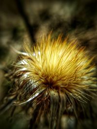 Close-up of dandelion flower