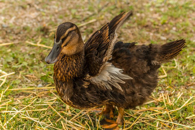 Close-up of duck on grass