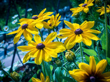 Close-up of yellow flower