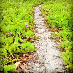 Plants growing on field